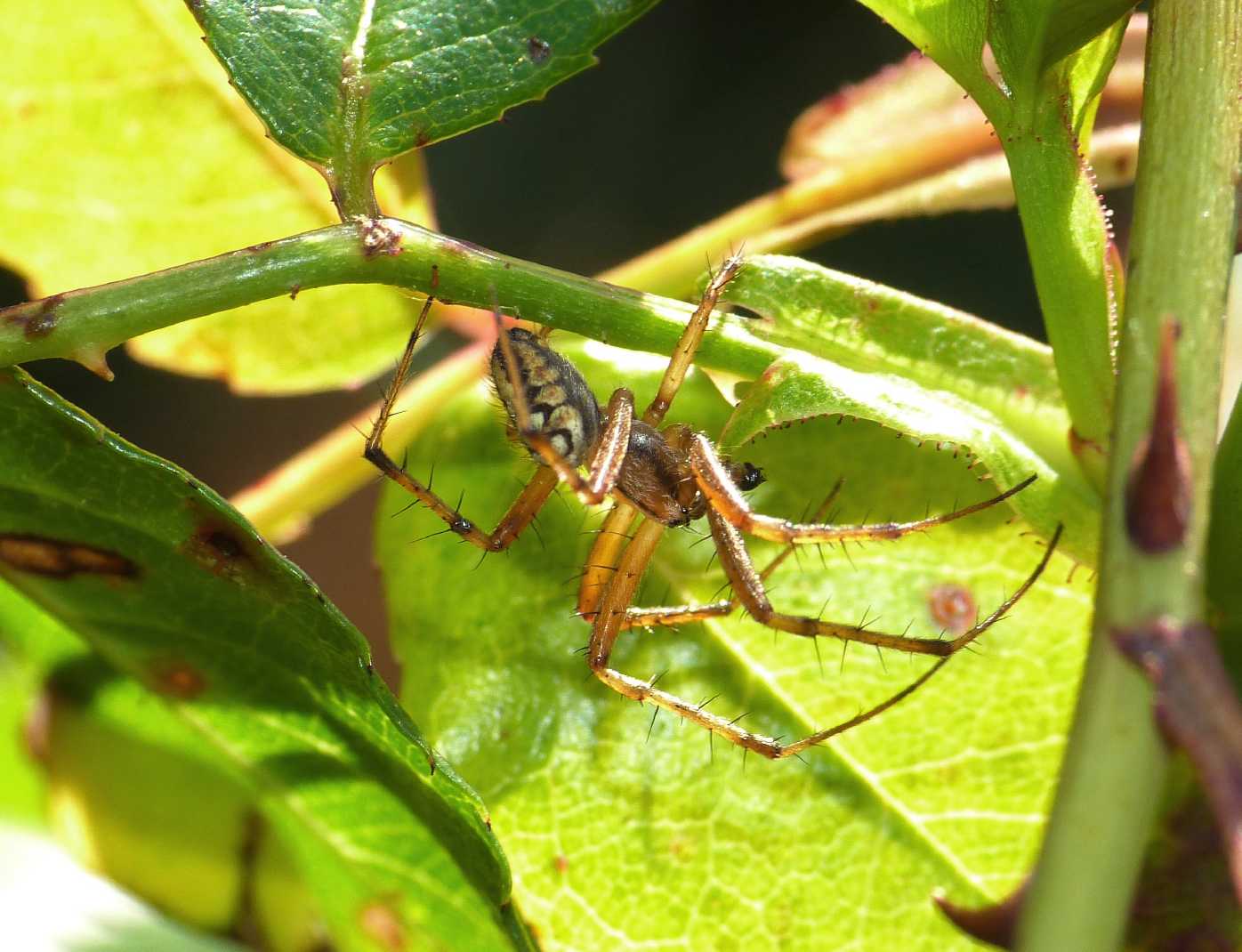 Carrellata di Neoscona adianta